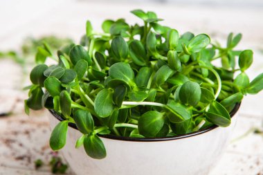 Farklı türde mikro yeşil dereotu filizleri. Evde tohum yetiştirme. Organik çiğ yiyecekler. Bezelye, roka, ayçiçeği, kırmızı lahana..