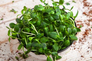 Farklı türde mikro yeşil dereotu filizleri. Evde tohum yetiştirme. Organik çiğ yiyecekler. Bezelye, roka, ayçiçeği, kırmızı lahana..