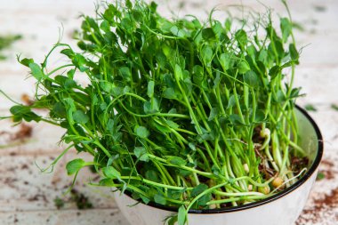 Farklı türde mikro yeşil dereotu filizleri. Evde tohum yetiştirme. Organik çiğ yiyecekler. Bezelye, roka, ayçiçeği, kırmızı lahana..