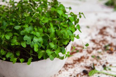 Farklı türde mikro yeşil dereotu filizleri. Evde tohum yetiştirme. Organik çiğ yiyecekler. Bezelye, roka, ayçiçeği, kırmızı lahana..