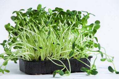 Farklı türde mikro yeşil dereotu filizleri. Evde tohum yetiştirme. Organik çiğ yiyecekler. Bezelye, roka, ayçiçeği, kırmızı lahana..