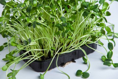 Farklı türde mikro yeşil dereotu filizleri. Evde tohum yetiştirme. Organik çiğ yiyecekler. Bezelye, roka, ayçiçeği, kırmızı lahana..