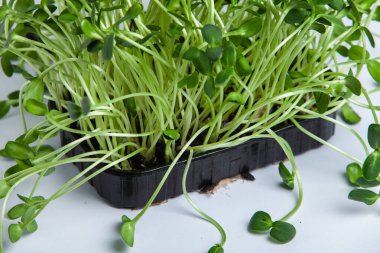 Farklı türde mikro yeşil dereotu filizleri. Evde tohum yetiştirme. Organik çiğ yiyecekler. Bezelye, roka, ayçiçeği, kırmızı lahana..