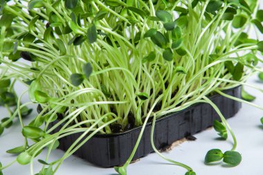 Farklı türde mikro yeşil dereotu filizleri. Evde tohum yetiştirme. Organik çiğ yiyecekler. Bezelye, roka, ayçiçeği, kırmızı lahana..