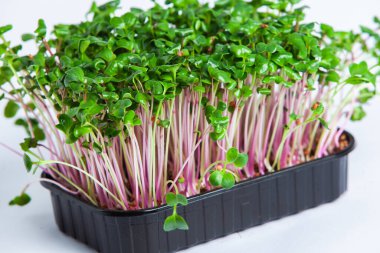 Farklı türde mikro yeşil dereotu filizleri. Evde tohum yetiştirme. Organik çiğ yiyecekler. Bezelye, roka, ayçiçeği, kırmızı lahana..