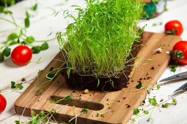 Different types of micro green dill sprouts.  Growing seed germination at home. Organic raw food. Peas, arugula, sunflower, red cabbage.