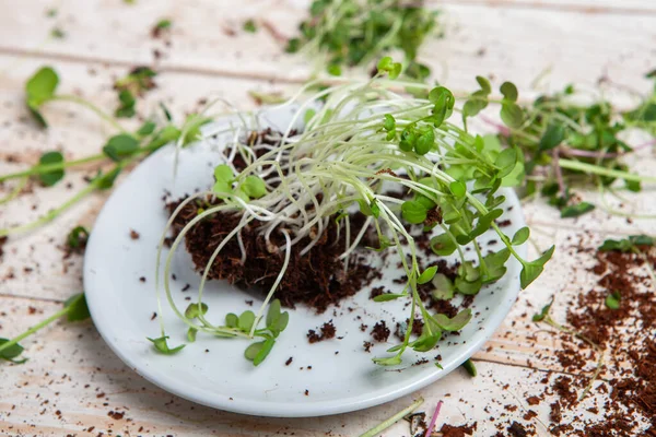 Different types of micro green dill sprouts.  Growing seed germination at home. Organic raw food. Peas, arugula, sunflower, red cabbage.