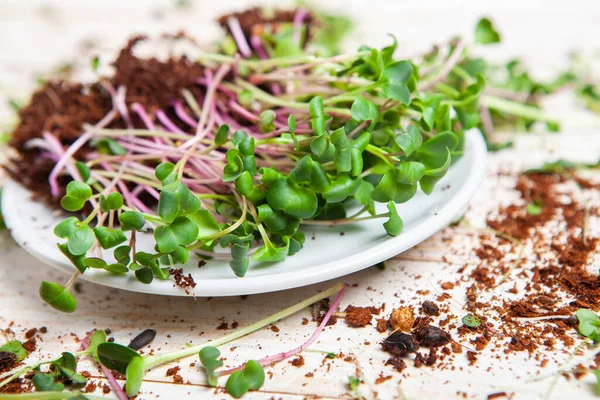 Different types of micro green dill sprouts.  Growing seed germination at home. Organic raw food. Peas, arugula, sunflower, red cabbage.