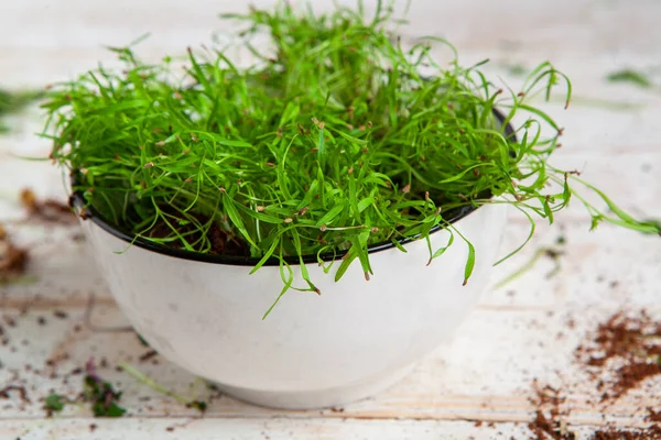 Different types of micro green dill sprouts.  Growing seed germination at home. Organic raw food. Peas, arugula, sunflower, red cabbage.