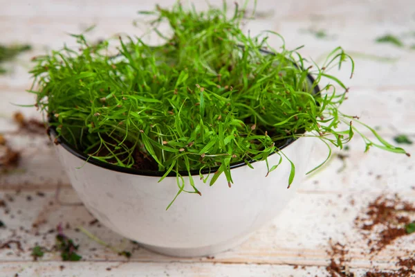 Different types of micro green dill sprouts.  Growing seed germination at home. Organic raw food. Peas, arugula, sunflower, red cabbage.