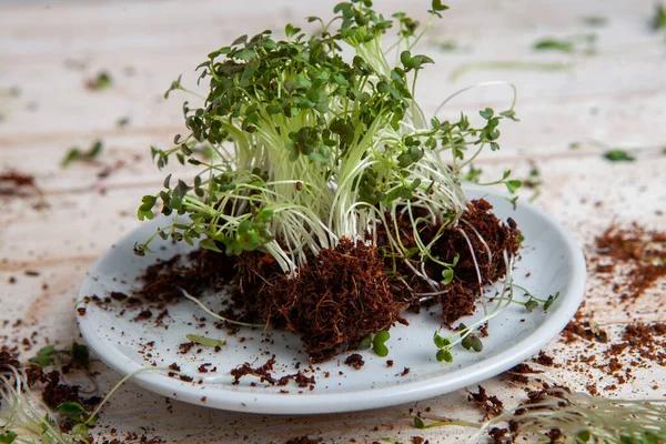 Different types of micro green dill sprouts.  Growing seed germination at home. Organic raw food. Peas, arugula, sunflower, red cabbage.