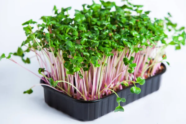 Different types of micro green dill sprouts.  Growing seed germination at home. Organic raw food. Peas, arugula, sunflower, red cabbage.