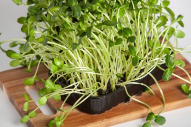 Mikro yeşiller, pamuk yaprakları geliştikten hemen sonra toplanan sebzelerdir..