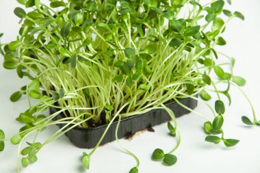 Mikro yeşiller, pamuk yaprakları geliştikten hemen sonra toplanan sebzelerdir..