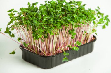 Mikro yeşiller, pamuk yaprakları geliştikten hemen sonra toplanan sebzelerdir..