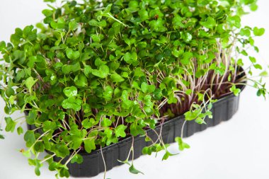 Mikro yeşiller, pamuk yaprakları geliştikten hemen sonra toplanan sebzelerdir..