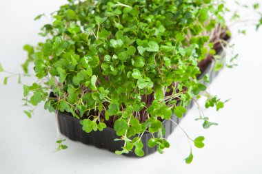 Mikro yeşiller, pamuk yaprakları geliştikten hemen sonra toplanan sebzelerdir..