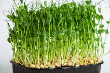 Mikro yeşiller, pamuk yaprakları geliştikten hemen sonra toplanan sebzelerdir..