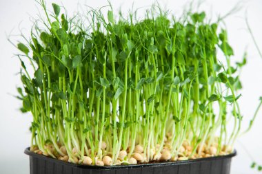 Mikro yeşiller, pamuk yaprakları geliştikten hemen sonra toplanan sebzelerdir..