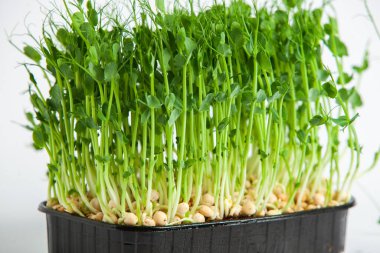 Mikro yeşiller, pamuk yaprakları geliştikten hemen sonra toplanan sebzelerdir..