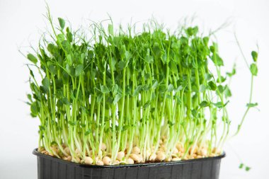 Mikro yeşiller, pamuk yaprakları geliştikten hemen sonra toplanan sebzelerdir..