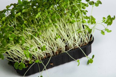 Mikro yeşiller, pamuk yaprakları geliştikten hemen sonra toplanan sebzelerdir..