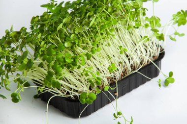 Mikro yeşiller, pamuk yaprakları geliştikten hemen sonra toplanan sebzelerdir..