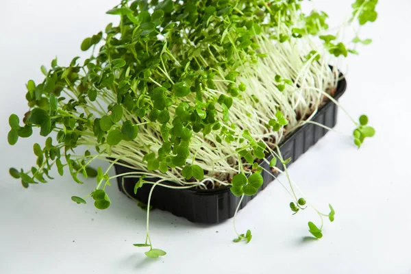 Microgreens are vegetable greens harvested just after the cotyledon leaves have developed.