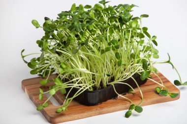 Canlı lahanalı yiyecekler. Evde mikro bitkiler yetişiyor. Vejetaryenler için çiğ bitkiler. Doğal detoks