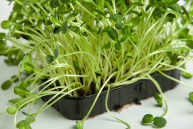 Canlı lahanalı yiyecekler. Evde mikro bitkiler yetişiyor. Vejetaryenler için çiğ bitkiler. Doğal detoks