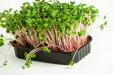 Canlı lahanalı yiyecekler. Evde mikro bitkiler yetişiyor. Vejetaryenler için çiğ bitkiler. Doğal detoks