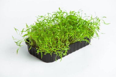 Canlı lahanalı yiyecekler. Evde mikro bitkiler yetişiyor. Vejetaryenler için çiğ bitkiler. Doğal detoks