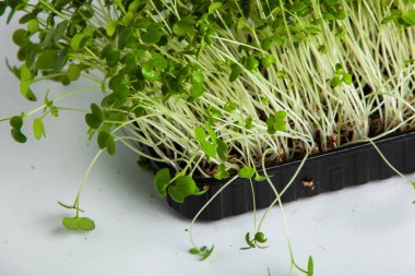 Canlı lahanalı yiyecekler. Evde mikro bitkiler yetişiyor. Vejetaryenler için çiğ bitkiler. Doğal detoks