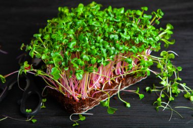 Canlı lahanalı yiyecekler. Evde mikro bitkiler yetişiyor. Vejetaryenler için çiğ bitkiler. Doğal detoks