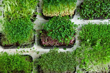 Canlı lahanalı yiyecekler. Evde mikro bitkiler yetişiyor. Vejetaryenler için çiğ bitkiler. Doğal detoks