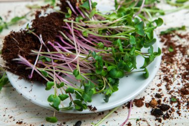Canlı lahanalı yiyecekler. Evde mikro bitkiler yetişiyor. Vejetaryenler için çiğ bitkiler. Doğal detoks