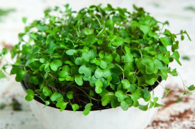 Canlı lahanalı yiyecekler. Evde mikro bitkiler yetişiyor. Vejetaryenler için çiğ bitkiler. Doğal detoks