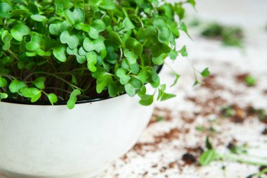 Canlı lahanalı yiyecekler. Evde mikro bitkiler yetişiyor. Vejetaryenler için çiğ bitkiler. Doğal detoks