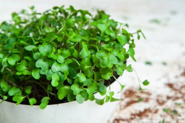 Canlı lahanalı yiyecekler. Evde mikro bitkiler yetişiyor. Vejetaryenler için çiğ bitkiler. Doğal detoks