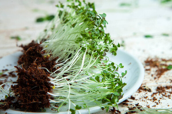 Живая пища из ростков. Выращивание микрорастений дома. Сырье для веганов. Натуральный детокс