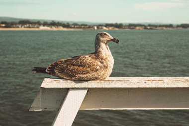 Kaliforniya 'nın Monterey şehrindeki Pasifik Okyanusu kıyısında. Amerika Birleşik Devletleri. Güneşli bir günde güzel bir sahil. Okyanus manzarası.