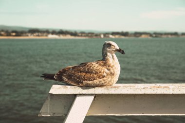 Kaliforniya 'nın Monterey şehrindeki Pasifik Okyanusu kıyısında. Amerika Birleşik Devletleri. Güneşli bir günde güzel bir sahil. Okyanus manzarası.