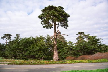 Kaliforniya 'nın Monterey şehrindeki Pasifik Okyanusu kıyısında. Amerika Birleşik Devletleri. Güneşli bir günde güzel bir sahil. Okyanus manzarası.