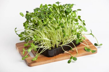 Filizlenmiş tohumlar, mikro yeşiller. Sağlıklı bir yaşam tarzı. Toprak bloğunda yeşil filizler.