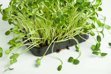 Filizlenmiş tohumlar, mikro yeşiller. Sağlıklı bir yaşam tarzı. Toprak bloğunda yeşil filizler.