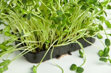 Filizlenmiş tohumlar, mikro yeşiller. Sağlıklı bir yaşam tarzı. Toprak bloğunda yeşil filizler.