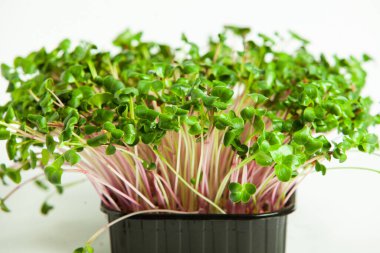 Filizlenmiş tohumlar, mikro yeşiller. Sağlıklı bir yaşam tarzı. Toprak bloğunda yeşil filizler.