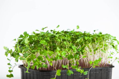 Filizlenmiş tohumlar, mikro yeşiller. Sağlıklı bir yaşam tarzı. Toprak bloğunda yeşil filizler.