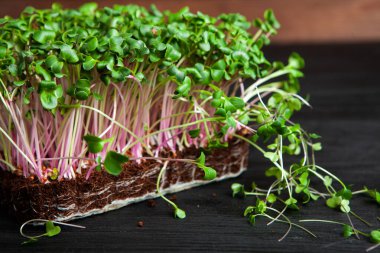 Filizlenmiş tohumlar, mikro yeşiller. Sağlıklı bir yaşam tarzı. Toprak bloğunda yeşil filizler.