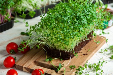 Filizlenmiş tohumlar, mikro yeşiller. Sağlıklı bir yaşam tarzı. Toprak bloğunda yeşil filizler.